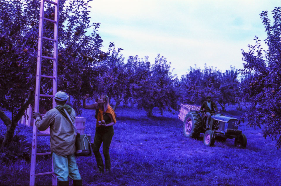 Apple Orchard